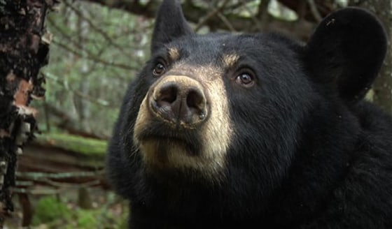 A black bear named Lily, outside of Ely, Minn., is shown in this undated photo. Biologist Lynn Rogers and his North American Bear Center have placed a camera in Lily's den.